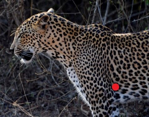 The correct shot placement when leopard hunting in Africa is critical.