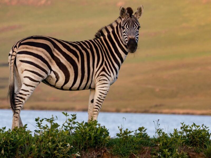 zebra standing at a waterhole