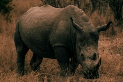 Front view of a rhino in the bush