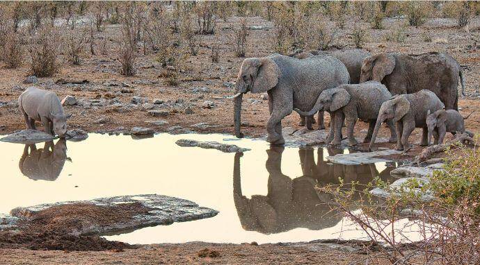 A-few-Elephant-in-Namibia.-Note-the-harsh-habitat-and-dry-vegetation-in-the-dry-months.jpg