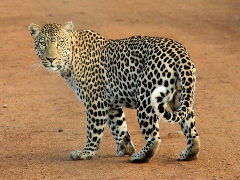 single young leopard