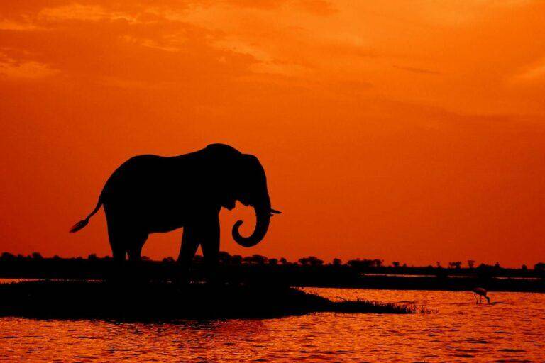 elephant standing in the sunset next to water