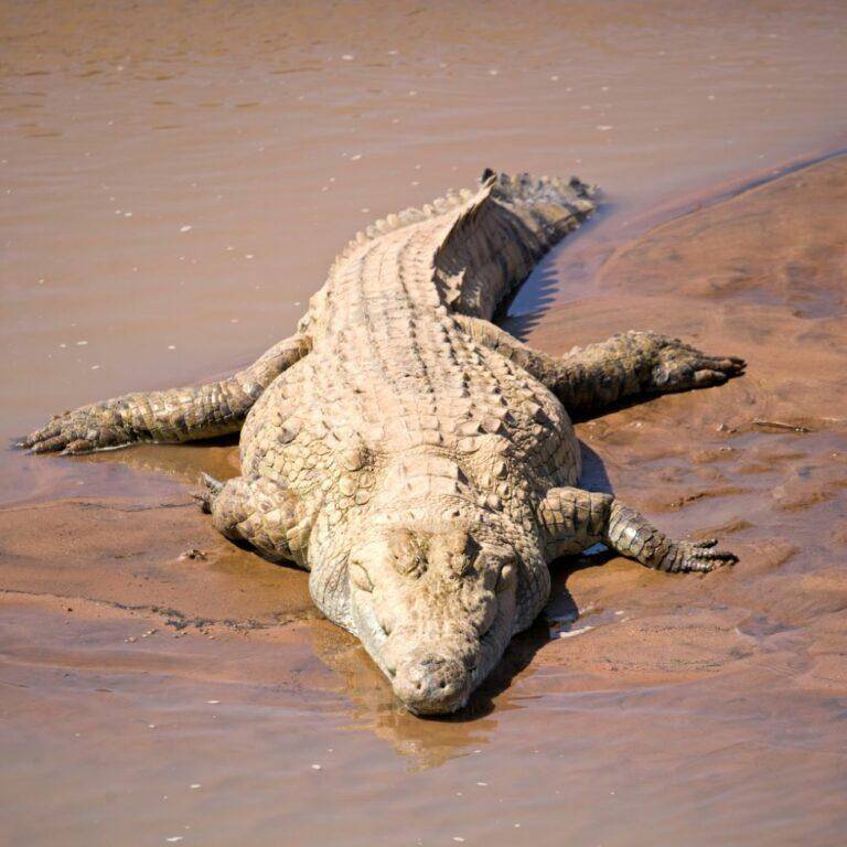 Crocodile lying on a river bank