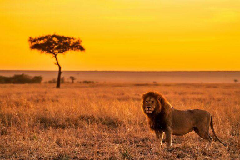 A lion standing with an African sunset behind it.