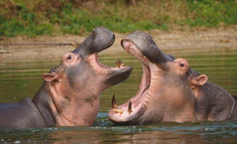 Two male Hippos in water fighting