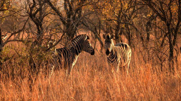 Zebra part of Africa's Plains Game