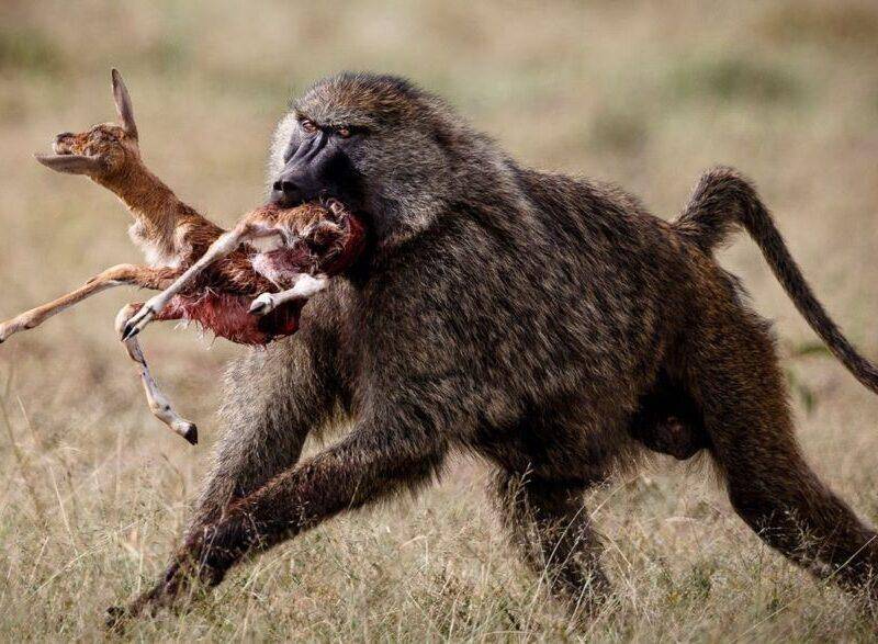 baboon running with a carcass of a young buck in its mouth
