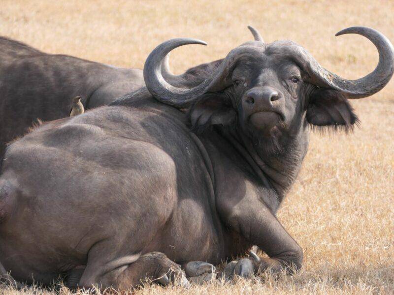 Front view of a buffalo lying down