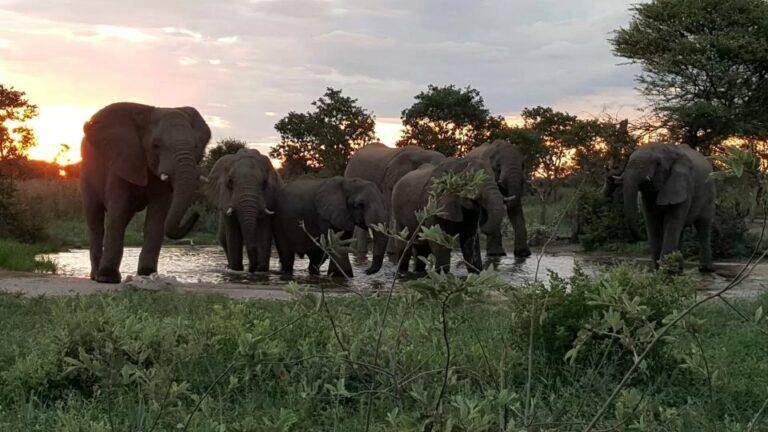 Bushmanland elephant at sunset