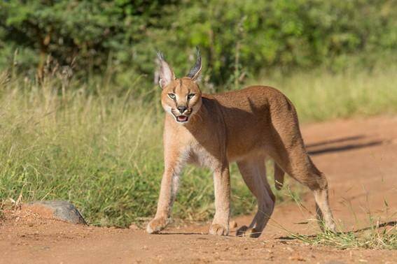 Caracal walking through the bushveld