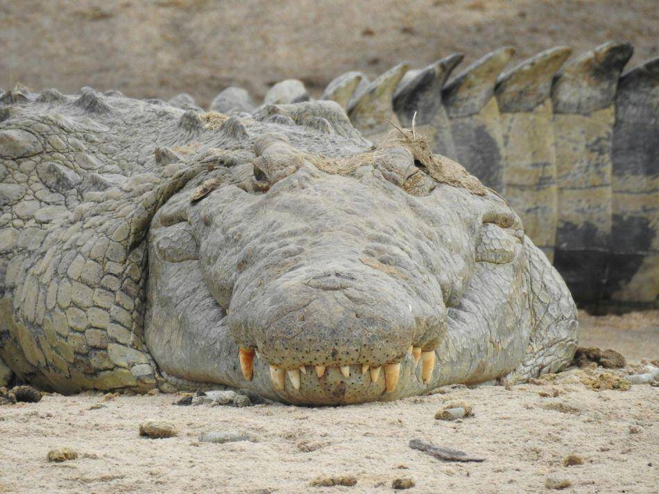 Front view of a large Nile crocodile