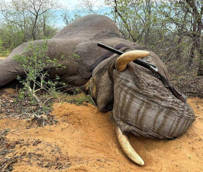 Elephant hunted in Namibia