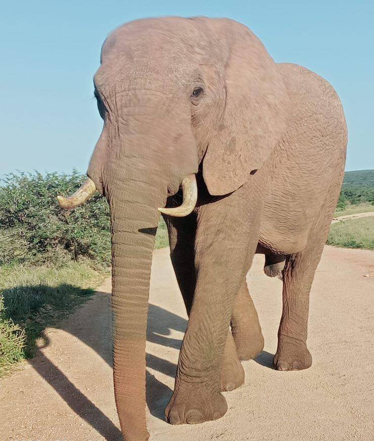 Elephant in Addo Elephant Park