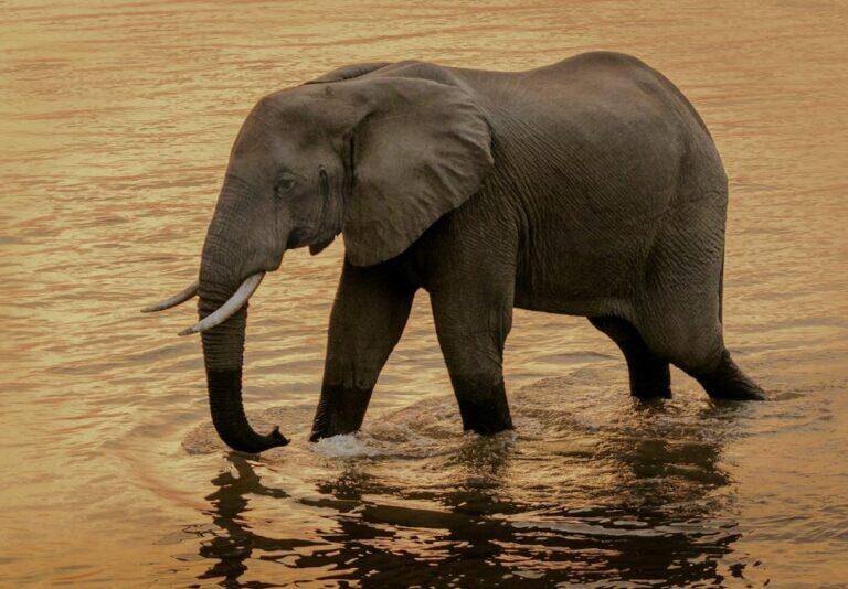 elephant walking through water