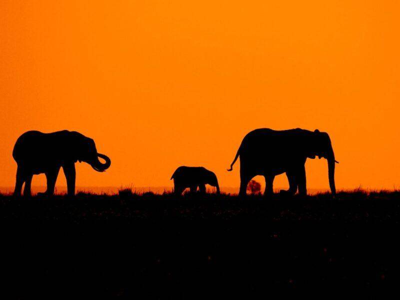 Three elephants walking in a row with an African sunset scene