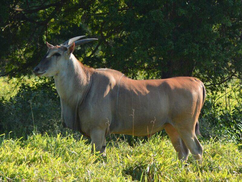 Livingstone Eland Hunting
