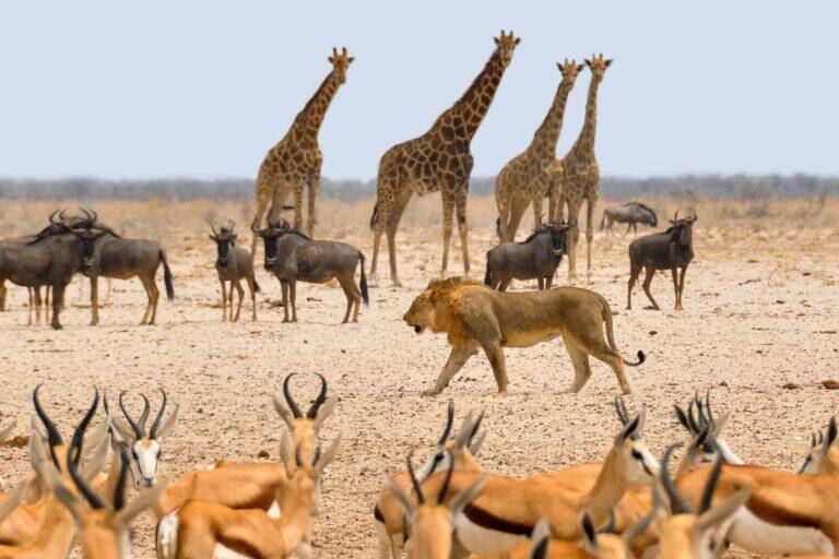 Game Animals in Africa - Hunt Game in Africa