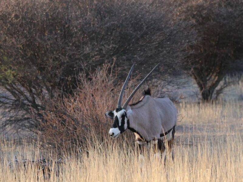 Gemsbok standing in the veld