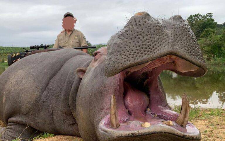 Front view of Hippo with mouth open after hunt.