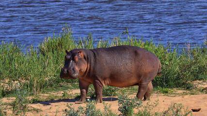 Image of a hippo standing on a river bank