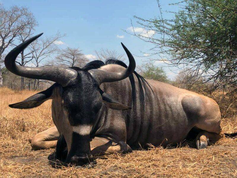 shot wildebeest set to pose with horns up
