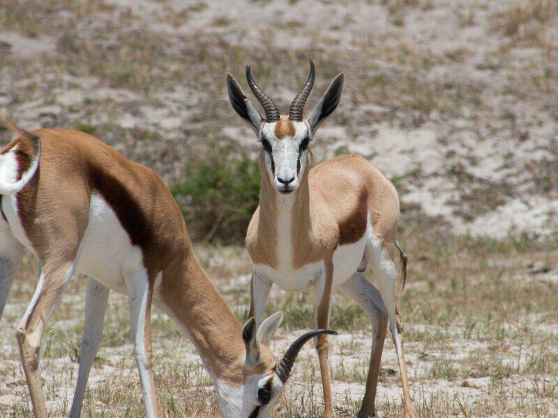Known for its amazing speed, the springbok is a popular African game hunting trophy.