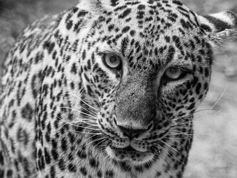Close up image of a leopard