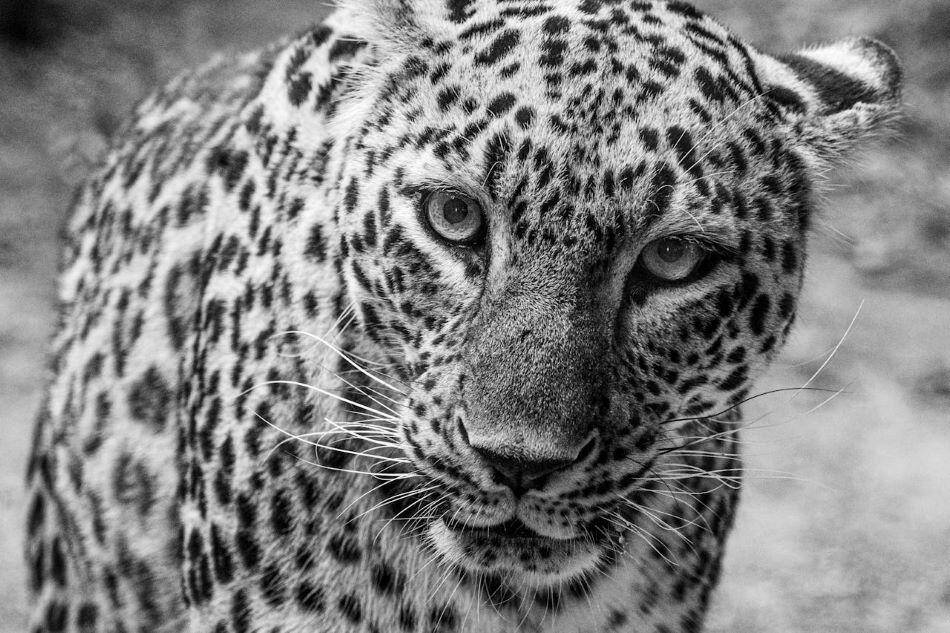Close up image of a leopard