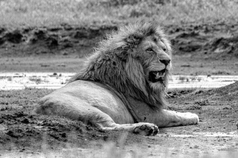 lion lying on the savanna