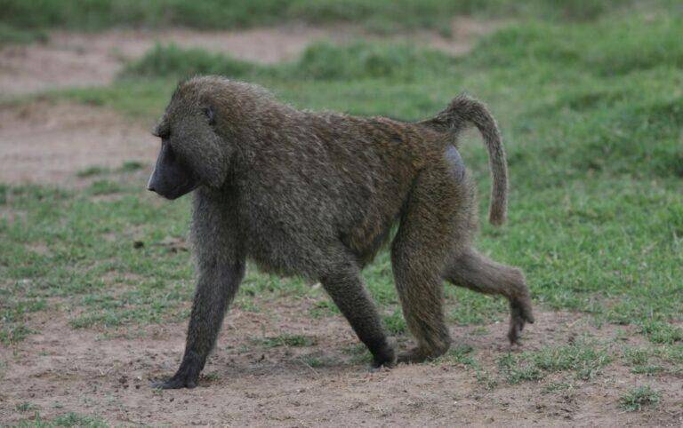 Big Male Chacma Baboon