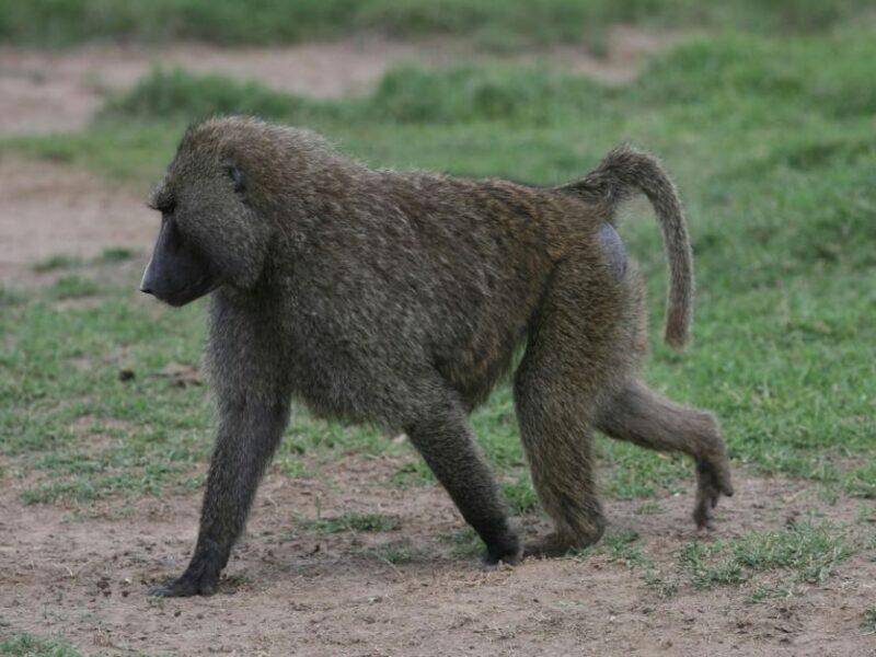 Big Male Chacma Baboon