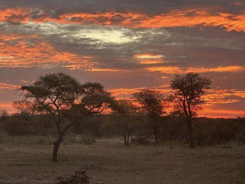 Sunset in the African bush with an orange sky and trees in the foreground