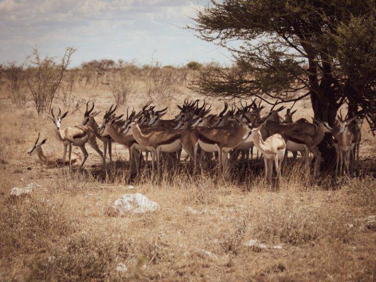 Group of springbok standing in the shade of a tree