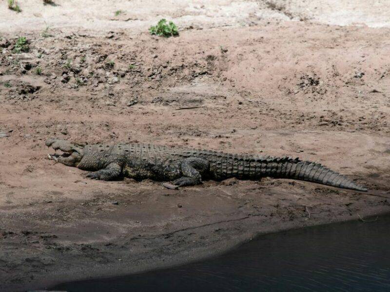 Nile-crocodile