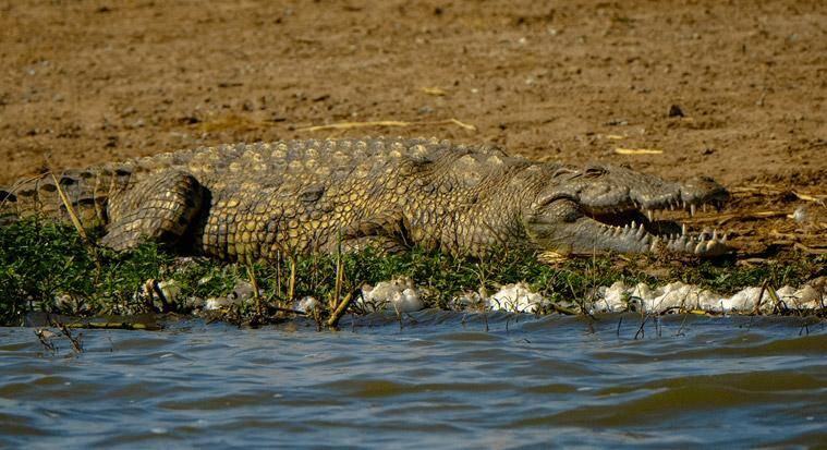 hunting Nile Crocodile on the banks of the chobe