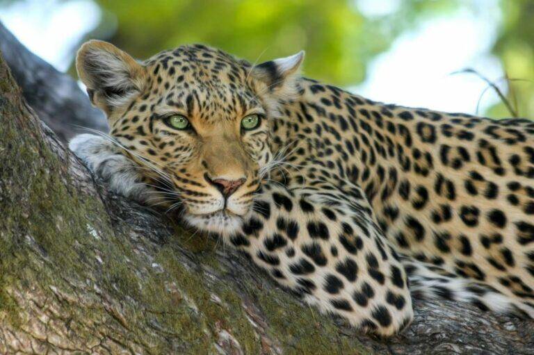 Close up of a leopard lying in a tree