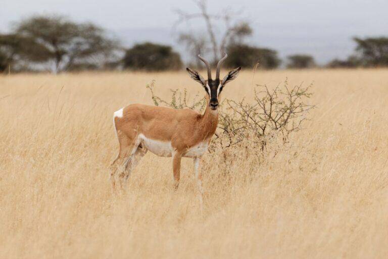 Soemmerring's gazelle standing in veld