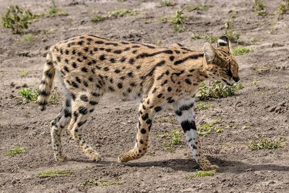 A serval walking across barren landscape.