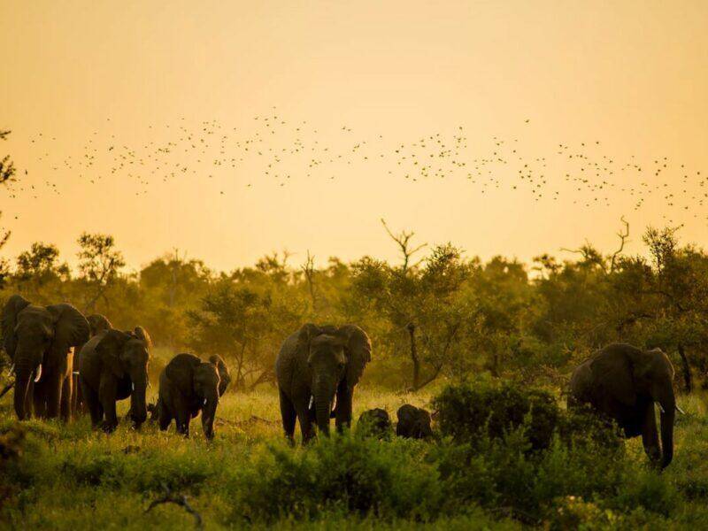 Group of elephants in South Africa