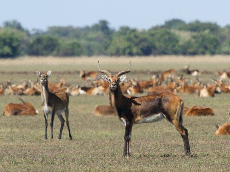 black lechwe antelope with more of the herd in the background