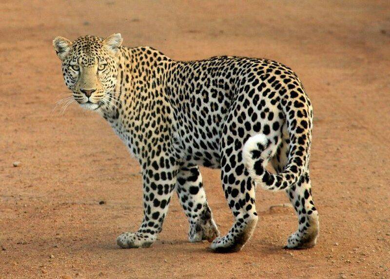 Leopard turning to look back