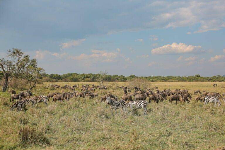 Hunting zebra on the african plains
