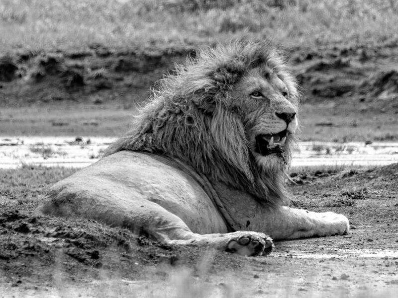 lion lying next to water