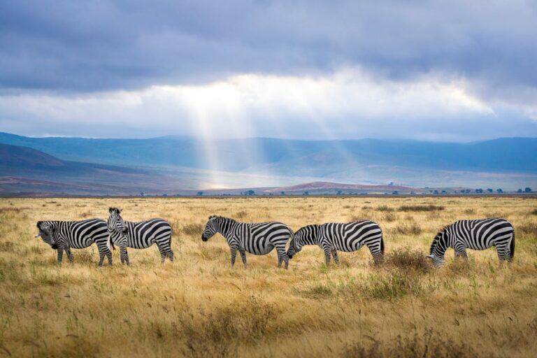 A herd of zebras in the bush