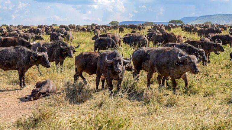 Cape buffalo on the savanna