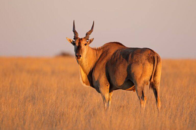 eland