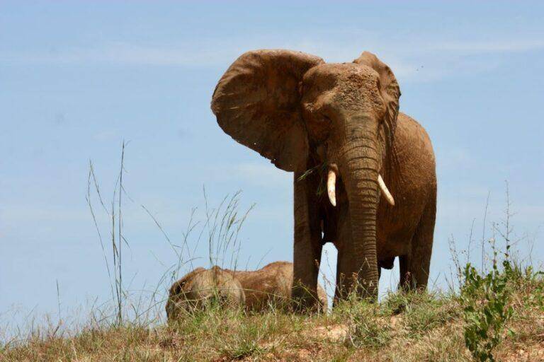 Lone elephant standing in the veld