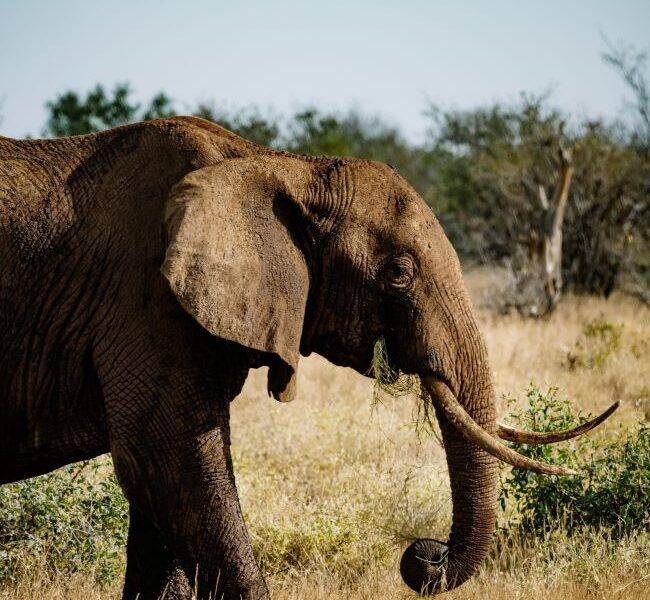 Portrait image of the front section of an elephant, highlighting its large tusks