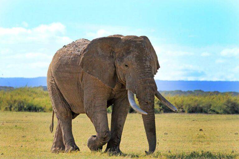 Lone elephant walking across an open field