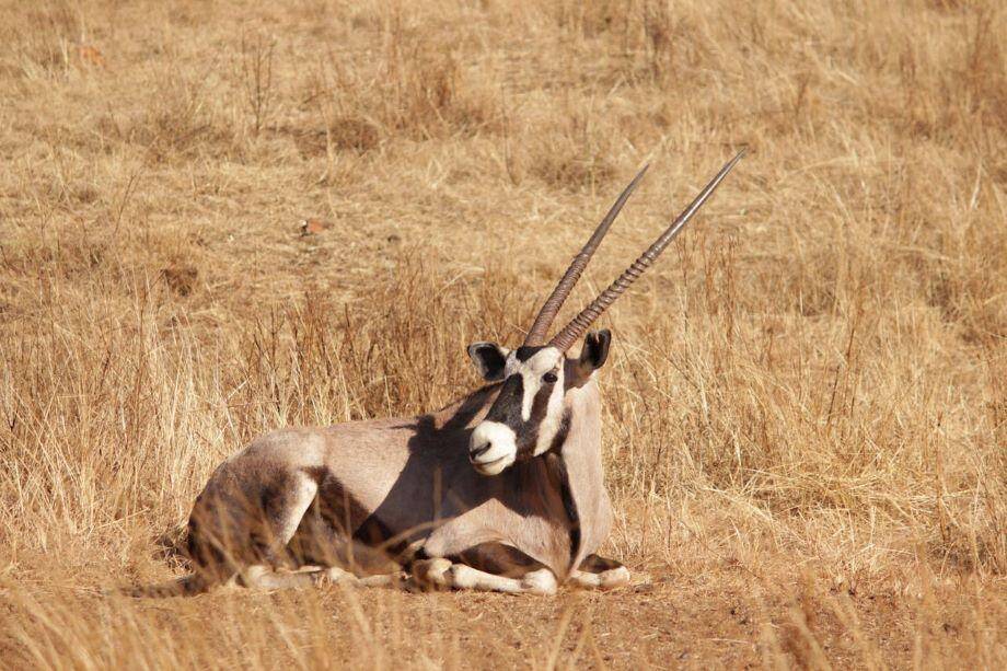 boy posing with gemsbok harvested.